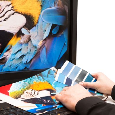 Graphic,Designer,At,Work.,Color,Samples.,Blue,Parrot,Macaw,Bird